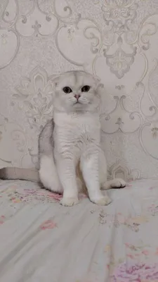 Shishgan mushuk fotosurati Eng yaxshi erotik filmlar