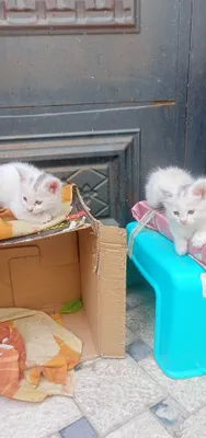Отдам даром котята 1