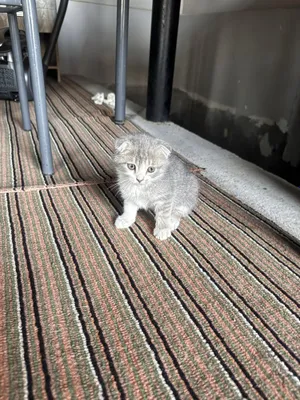 Скоттиш-фолд — страйт 1