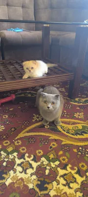 Мушук боласи 2ойлик 1