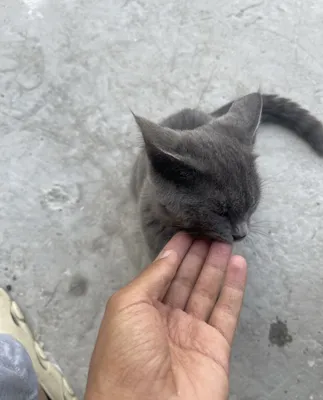 Продаётся умный котёнок 1