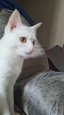 Mushuk, urg‘ochi, 11 oylik, oppoq 1