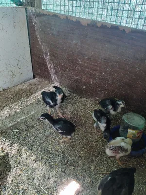 Продаются цыплята дакан, 1 месяц, смешанные 1