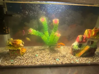 Akvarium sotiladi srochna 1