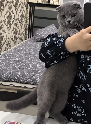 British Shorthair mushuk 1