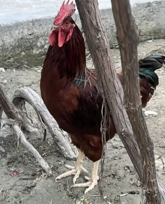 Samarqandda Xoʻroz va tovuqlar xammasi 1 joyga 1