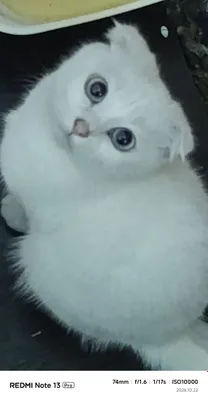 Mushuklar sotiladi 1