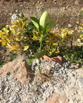 Brisklet (Hamisha bahor)shamshod qalamcha optom narxda 1