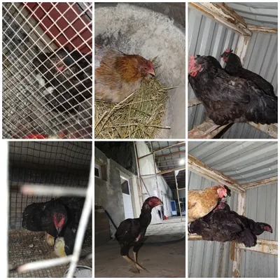 Курицы, петухи, цыплята 1