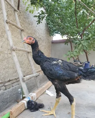Dakan xorozlar tozzasi 1