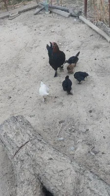 Продаётся Мама Курица и цаплята 1