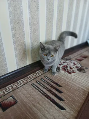mushuk qiz bola zotdor biritanya mushuki