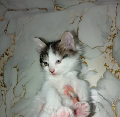 Котёнок продаётся 1