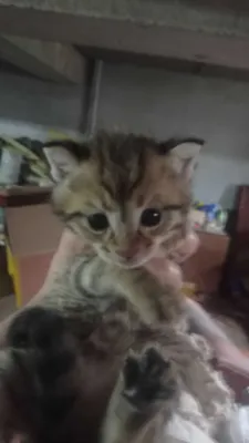 Милые котята 1