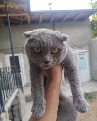 Породистая кошка