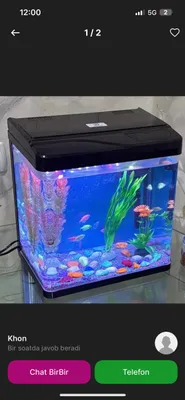 Akvarium balik yangi arginal xitoy