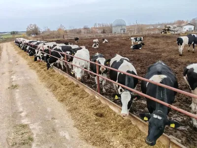 Продаются чистопородные стельные нетели 1