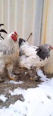 Петух и курица породы брама, успейте купить 1