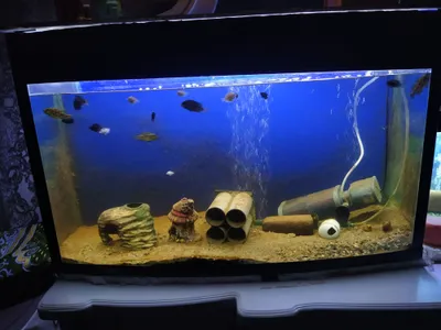 akvarium