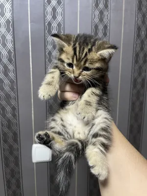 Porno külotlu çorap oyoqlarda