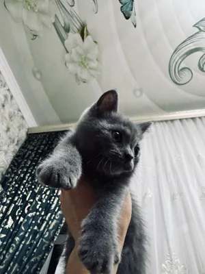 Продаются котята. 1