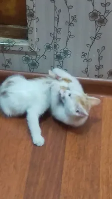 Отдадим в хорошие руки котят 1