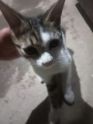 mushuk sotiladi zotdor erkak ismi paxmoq
