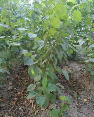 Meyer navli limon ko‘chatlari 1
