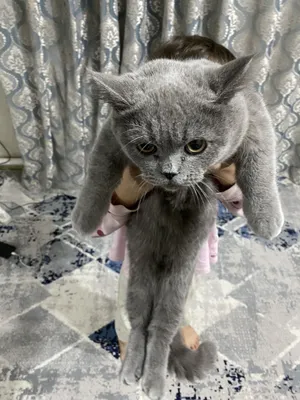 Мушук сотилади 1 йош 1