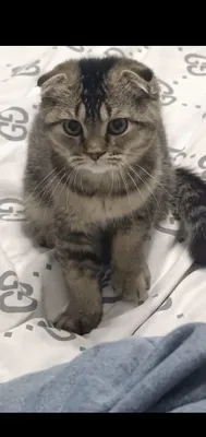 продаётса котёнок 1