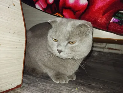 Кот на вязку вислоухий шатландец метис с шиншилой 1