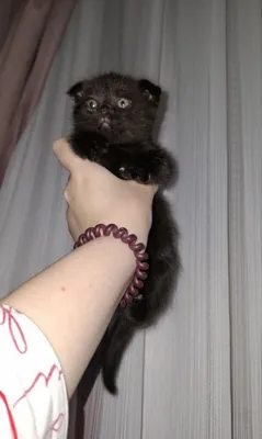Веслоухий котёнок 1
