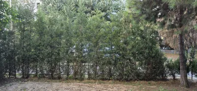Ландшафтный для сада 1