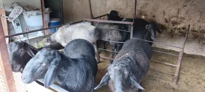 Курбонликга кучкор 1