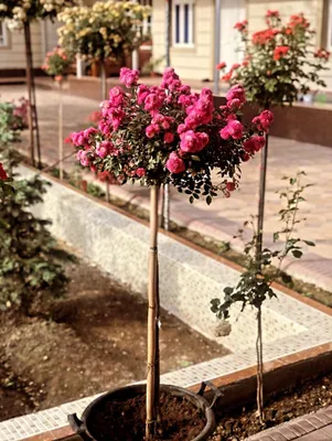 MANZARALI gullar 1