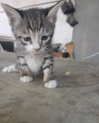 Отдам котят в добрые руки 1