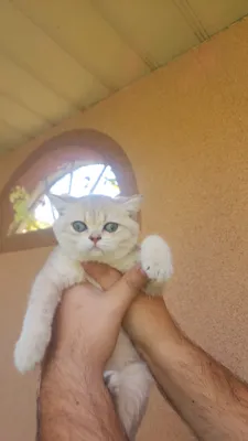 Британские котята. Продаются котята. 1
