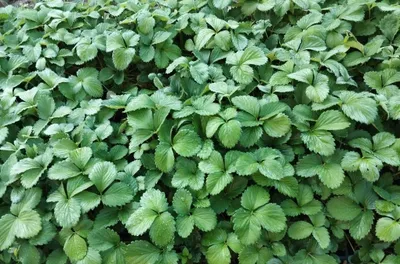 Кулупнай кучатлари корейский сорт Сольхянг 1