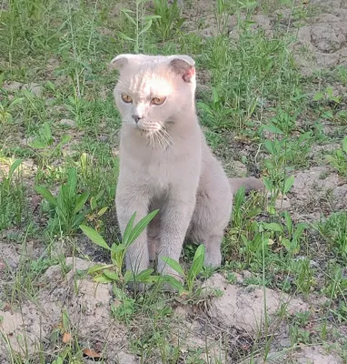 Scottish Fold mushugi sotiladi 1