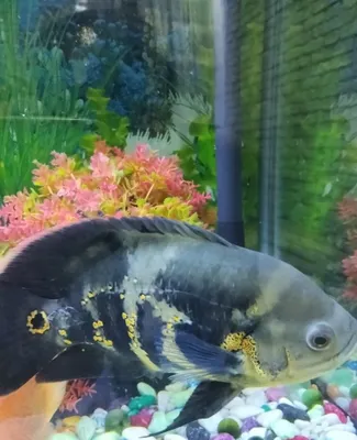 Akvarium yirtqich baliqlari 1