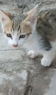 Mushuklar xadyan 1