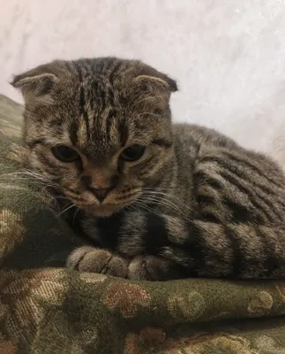 Кошка породы Scottish Fold 1
