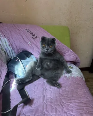 Скотиш страйт и фоллд 1