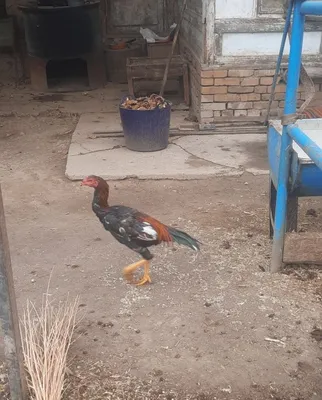 Продаётся петух дакан 1