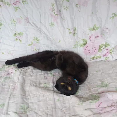 Шотландская вислоухая кошка 1