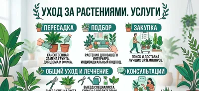 Fitodizayn, xona gullarini xarid qilish va parvarishlash 1