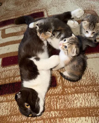 Продаются котята 1