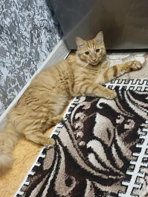 отдам даром кота