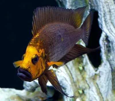 Calvus gold head muzi f1