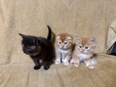 Продаются котята 1